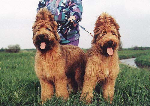 briard