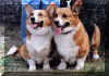 Chov. klub Pedigree