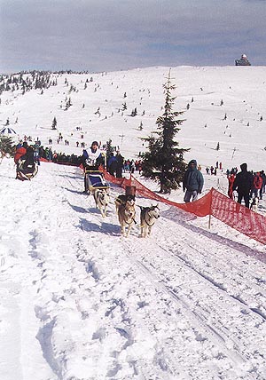 eukanuba cup