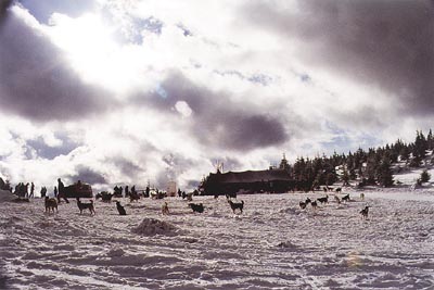 eukanuba cup