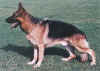 no_rex.jpg (100395 bytes)