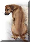 Rodézsky ridgeback