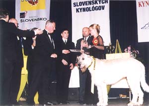 II. Vicešampión šampiónov