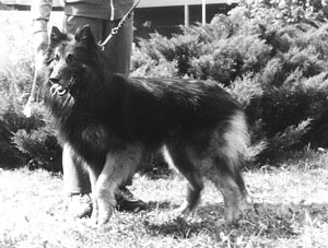 vznik_bo.jpg (27426 bytes)