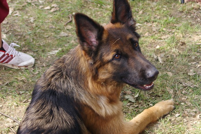 Kynologická revue - www.dogsk.sk