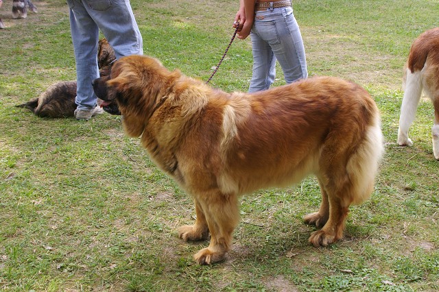 Kynologická revue - www.dogsk.sk