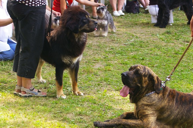 Kynologická revue - www.dogsk.sk