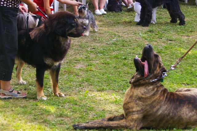 Kynologická revue - www.dogsk.sk